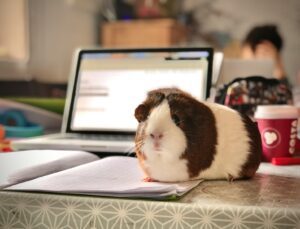 Photo by Dan Barrett - Philanthropeak Coaching - Philanthropeak Coaching white and brown guinea pig on white paper - ADHD Distraction
